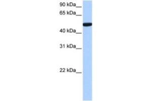 Western Blotting (WB) image for anti-Chromosome 1 Open Reading Frame 55 (C1orf55) antibody (ABIN2463541) (C1orf55 抗体)