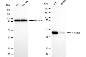 Western blotting analysis using cyclin E2 antibody (ABIN7798200). (Recombinant Cyclin E2 抗体)