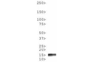 Western Blot of Rabbit Anti-Histone H3 [p Ser10, p Thr11] Antibody.