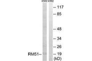Western blot analysis of extracts from K562 cells, using MRPL51 Antibody.