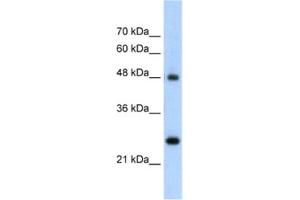 Western Blotting (WB) image for anti-Chromogranin A (CHGA) antibody (ABIN2462501) (Chromogranin A 抗体)