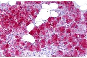 Anti-AMY1A / Salivary Amylase antibody IHC staining of human salivary gland. (AMY1A 抗体  (AA 172-246))