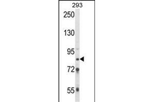 Western blot analysis of TARSL2 Antibody (C-term) (ABIN652596 and ABIN2842400) in 293 cell line lysates (35 μg/lane). (TARSL2 抗体  (C-Term))