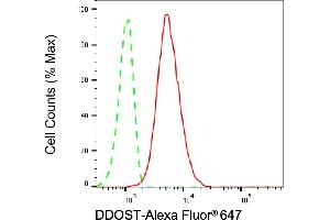 anti-Dolichyl-diphosphooligosaccharide--Protein Glycosyltransferase (DDOST) antibody