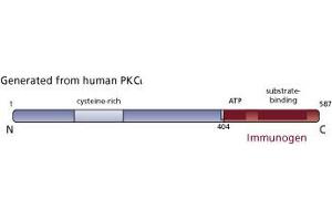 Image no. 3 for anti-Protein Kinase C, iota (PRKCI) (AA 404-587) antibody (ABIN967795) (PKC iota 抗体  (AA 404-587))