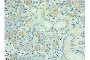 Immunohistochemistry of paraffin-embedded human pancreatic tissue using ABIN7169136 at dilution of 1:100