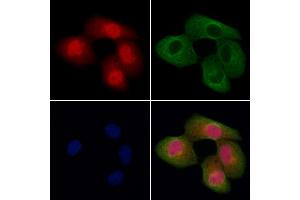 ABIN7094647 and ABIN7098698 staining Hela cells by IF/ICC. (ANAPC7 抗体  (C-Term))