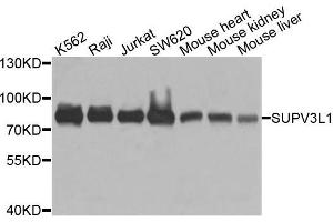Western blot analysis of extracts of various cells, using SUPV3L1 antibody. (SUPV3L1 抗体)