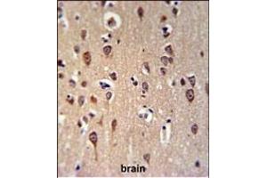 GRPR Antibody (Center) (ABIN653747 and ABIN2843048) IHC analysis in formalin fixed and paraffin embedded brain tissue followed by peroxidase conjugation of the secondary antibody and DAB staining. (GRPR 抗体  (AA 123-152))