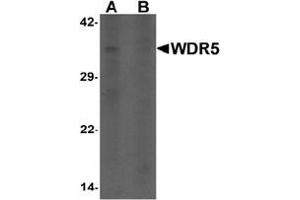 Western blot analysis of WDR5 in 293 cell lysate with WDR5 antibody at 1 ug/ml in (A) the absence and (B) the presence of blocking peptide. (WDR5 抗体  (N-Term))