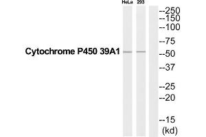 Western Blotting (WB) image for anti-Cytochrome P450, Family 39, Subfamily A, Polypeptide 1 (CYP39A1) (Internal Region) antibody (ABIN1852668) (CYP39A1 抗体  (Internal Region))