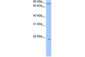 ARPC3 antibody used at 0. (ARPC3 抗体  (N-Term))