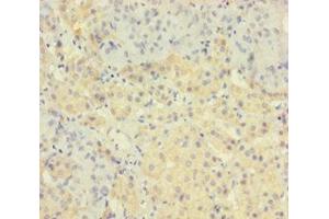 Immunohistochemistry of paraffin-embedded human adrenal gland tissue using ABIN7172672 at dilution of 1:100 (TAF12 抗体  (AA 1-161))
