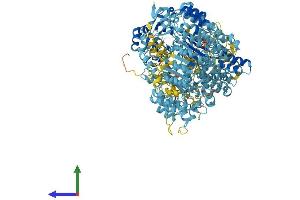 Protein Structure (PS) image for NLR Family, Apoptosis Inhibitory Protein (NAIP) (AA 1-1403) protein (His tag) (ABIN7565137)