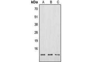 Western blot analysis of Neuromedin B expression in HEK293T (A), Raw264. (Neuromedin B 抗体  (N-Term))