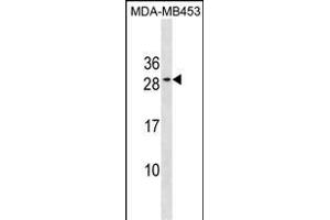 BCL2 Antibody (Center) (ABIN1881107 and ABIN2838645) western blot analysis in MDA-M cell line lysates (35 μg/lane). (Bcl-2 抗体  (AA 144-171))