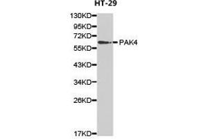 Western Blotting (WB) image for anti-P21-Activated Kinase 4 (PAK4) antibody (ABIN1874028) (PAK4 抗体)