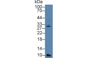 Western blot analysis of Mouse Lung lysate, using Rabbit Anti-Mouse bTG Antibody (3 µg/ml) and HRP-conjugated Goat Anti-Rabbit antibody (abx400043, 0. (beta-Thromboglobulin 抗体  (AA 40-113))