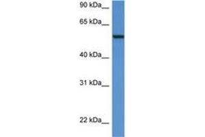 Image no. 1 for anti-Proto-oncogene tyrosine-protein kinase Src (Src) (AA 36-85) antibody (ABIN6742277) (Src 抗体  (AA 36-85))