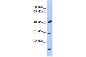 Western Blotting (WB) image for anti-Cytochrome C Oxidase Assembly Homolog 18 (COX18) antibody (ABIN2459950) (COX18 抗体)