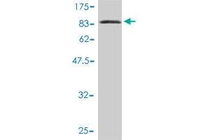 Western Blot detection against Immunogen (84. (L3MBTL4 抗体  (AA 1-534))