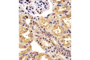(ABIN6243754 and ABIN6578197) staining ML2 in hun kidney tissue sections by Immunohistochemistry (IHC-P - paraforldehyde-fixed, paraffin-embedded sections). (MAML2 抗体  (AA 780-814))