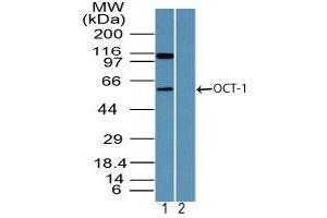 Image no. 2 for anti-POU Domain, Class 2, Transcription Factor 1 (POU2F1) (AA 1-50) antibody (ABIN960311) (POU2F1 抗体  (AA 1-50))