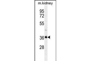 PIH1D2 Antibody (C-term) (ABIN655237 and ABIN2844841) western blot analysis in mouse kidney tissue lysates (35 μg/lane). (PIH1D2 抗体  (C-Term))