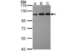 WB Image Sample (30 ug of whole cell lysate) A: Hela B: Hep G2 , C: Molt-4 , 7. (USO1 抗体  (C-Term))