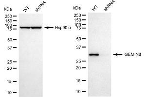 Western blotting analysis using GEMIN8 antibody (ABIN7798704).