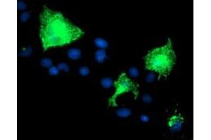Anti-PVRL1 mouse monoclonal antibody (ABIN2455008) immunofluorescent staining of COS7 cells transiently transfected by pCMV6-ENTRY PVRL1 (RC211214). (PVRL1 抗体)