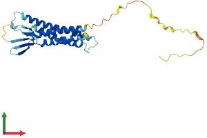 Protein Structure (PS) image for Claudin 14 (CLDN14) (AA 1-239) protein (His tag) (ABIN7546593)