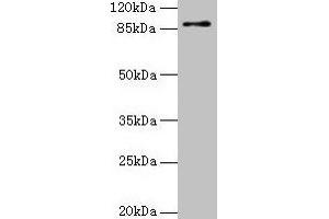 Western blot All lanes: RNF10 antibody at 4 μg/mL + Mouse brain tissue Secondary Goat polyclonal to rabbit IgG at 1/10000 dilution Predicted band size: 90, 91 kDa Observed band size: 90 kDa (RING1 抗体  (AA 401-630))