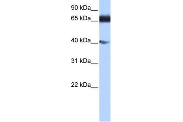 ZNF879 Antikörper  (N-Term)