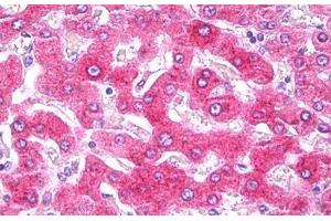 Anti-CRP antibody IHC staining of human liver. (CRP 抗体)