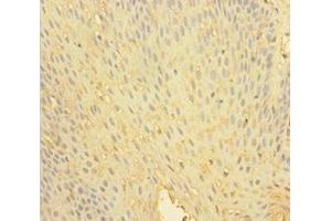 Immunohistochemistry of paraffin-embedded human tonsil tissue using ABIN7174116 at dilution of 1:100 (SHP1 抗体  (Isoform 2))