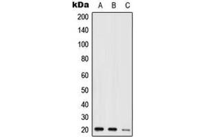 Western blot analysis of NIP7 expression in HEK293T (A), mouse kidney (B), H9C2 (C) whole cell lysates. (NIP7 抗体  (C-Term))