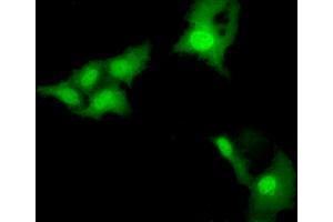 Immunofluorescence (IF) image for anti-E3 SUMO-Protein Ligase NSE2 (NSMCE2) antibody (ABIN1499529) (NSMCE2 抗体)