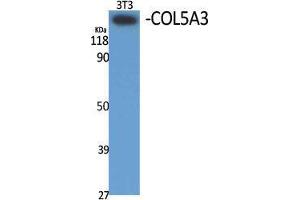 Western Blot (WB) analysis of specific cells using COL5A3 Polyclonal Antibody. (COL5A3 抗体  (N-Term))