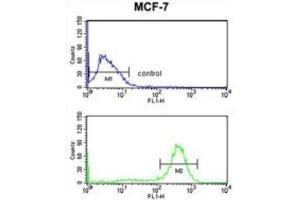 Flow Cytometry (FACS) image for anti-Chondroitin Polymerizing Factor (CHPF) antibody (ABIN3004012) (CHPF 抗体)