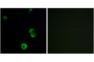 Immunofluorescence analysis of MCF7 cells, using F2RL2 Antibody. (F2RL2 抗体  (AA 38-87))