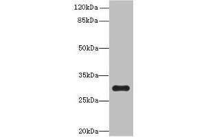 Western blot All lanes: OVOL1 antibody at 8 μg/mL + K562 whole cell lysate Secondary Goat polyclonal to rabbit IgG at 1/10000 dilution Predicted band size: 31 kDa Observed band size: 31 kDa (OVOL1 抗体  (AA 9-267))
