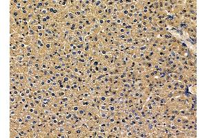 ABIN7095380 and ABIN7099437 at 1/100 staining mouse liver tissue by IHC-P. (VKORC1L1 抗体)