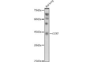 Western Blotting (WB) image for anti-Chemokine (C-C Motif) Receptor 7 (CCR7) (AA 1-100) antibody (ABIN7266310)