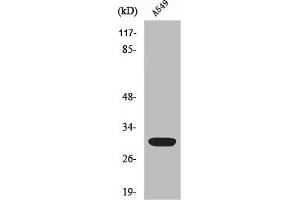 Western Blot analysis of HeLa cells using Siah-1/2 Polyclonal Antibody (SIAH1/2 抗体  (Internal Region))