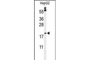 Western blot analysis of PX Antibody (Center) (ABIN653829 and ABIN2843096) in HepG2 cell line lysates (35 μg/lane). (PXMP2 抗体  (AA 40-68))