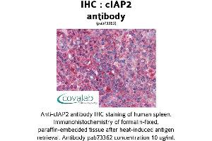 Image no. 1 for anti-Baculoviral IAP Repeat Containing 3 (BIRC3) (AA 314-508) antibody (ABIN1733088) (BIRC3 抗体  (AA 314-508))