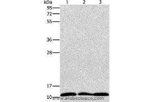 Western blot analysis of Jurkat, K562 and Raji cell, using RPS27 Polyclonal Antibody at dilution of 1:350 (RPS27 抗体)