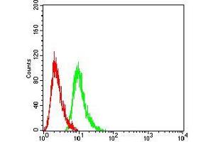 Flow cytometric analysis of Hela cells using Rab6b mouse mAb (green) and negative control (red). (RAB6B 抗体  (AA 95-208))