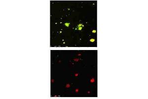 Immunofluorescence Microscopy of Rabbit Anti-beta Amyloid pyro E3 antibody. (APP 抗体  (N-Term))